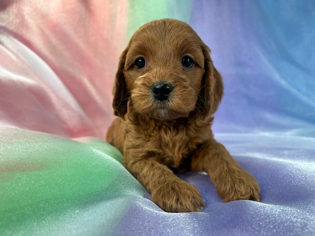 Dark Red Female Cockapoo Puppy for Sale in Iowa, $1200